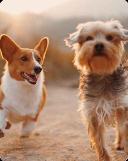 함께 산책하는 강아지들